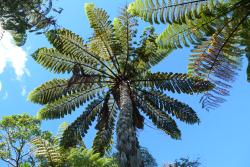 Cyathea medullaris. Mature plant with emergent crown, lacking dead fronds and with large fronds and thick black stipes.
 Image: L.R. Perrie © Leon Perrie 2014 CC BY-NC 3.0 NZ